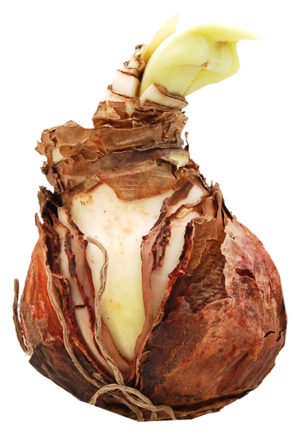 bloembol